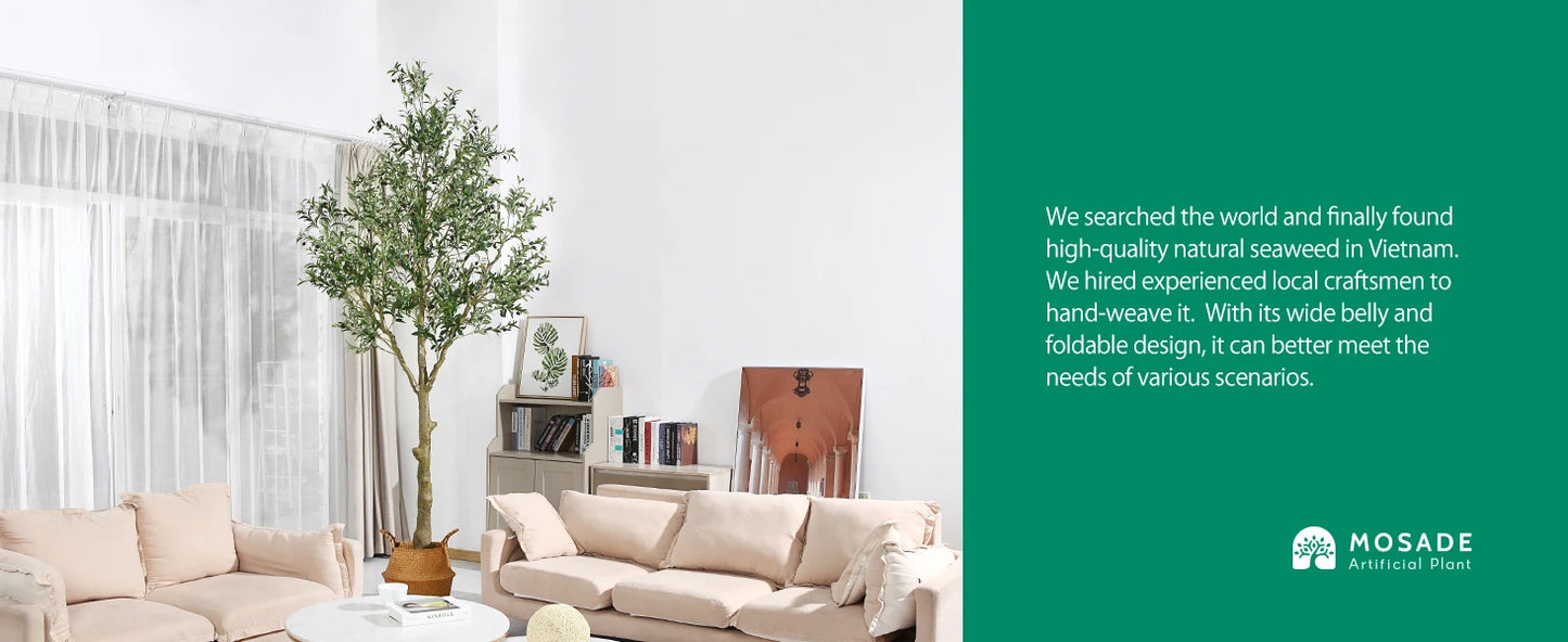 Mosade Olive Tree with Handwoven Belly Basket