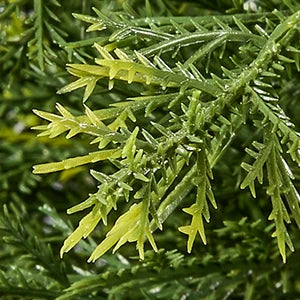 Yemmen Cedar Topiary Tree Set