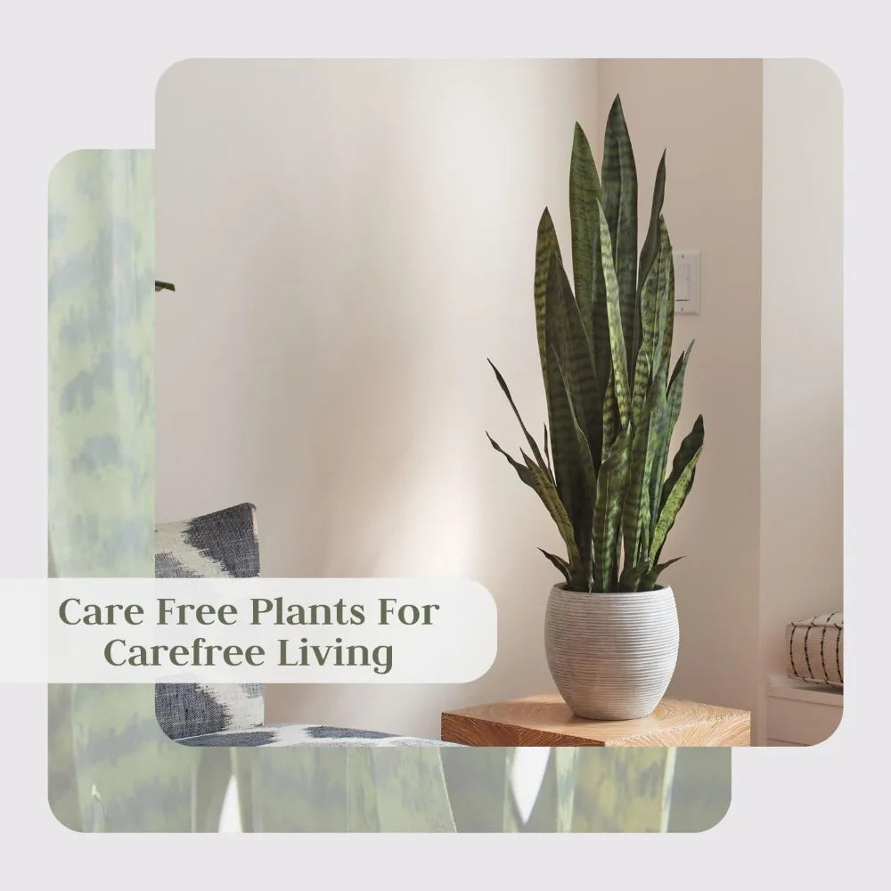 Snake Plant with Pot