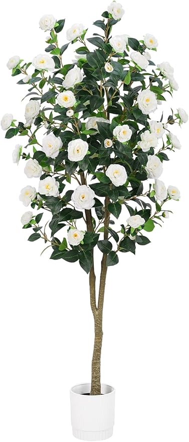 Noir Camellia Tree