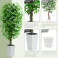 Ascent Ficus Tree