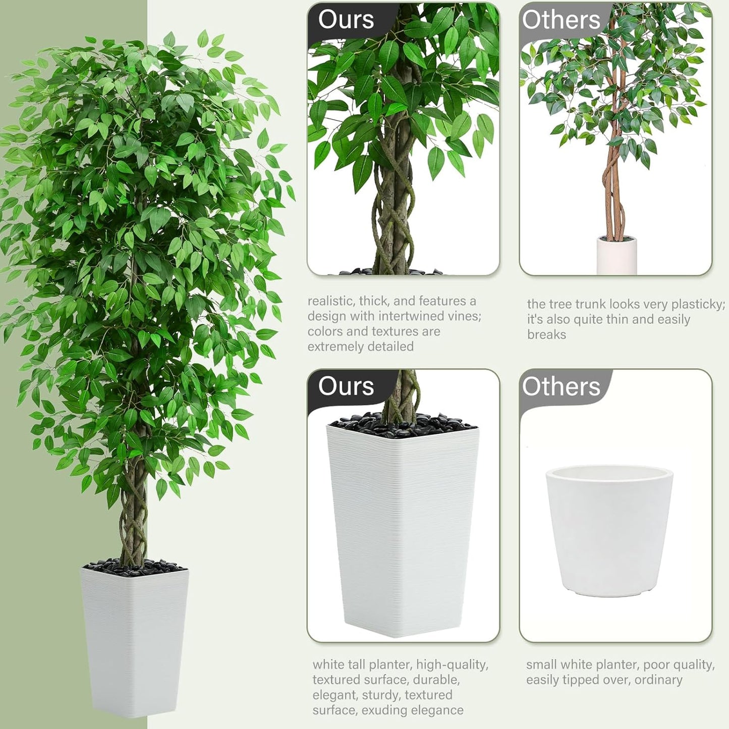 Ascent Ficus Tree