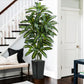 Regal Radiance Dracaena Tree