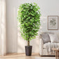 Ascent Ficus Tree
