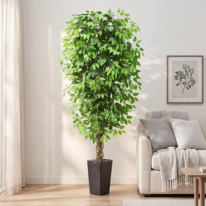 Ascent Ficus Tree