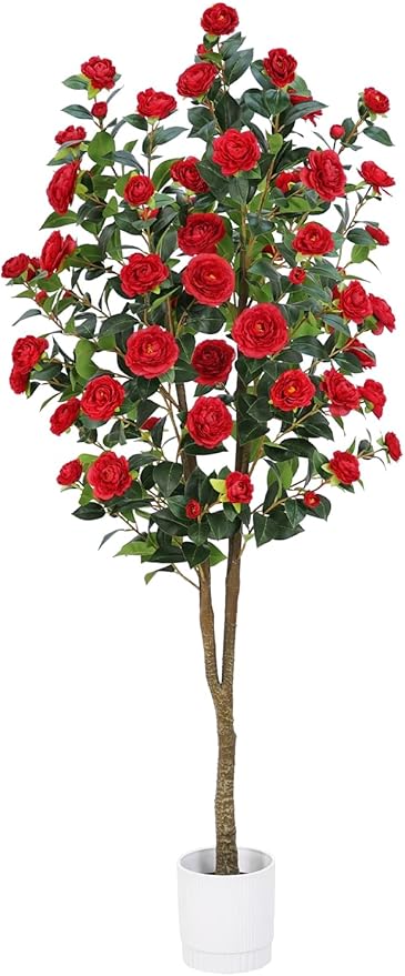 Noir Camellia Tree
