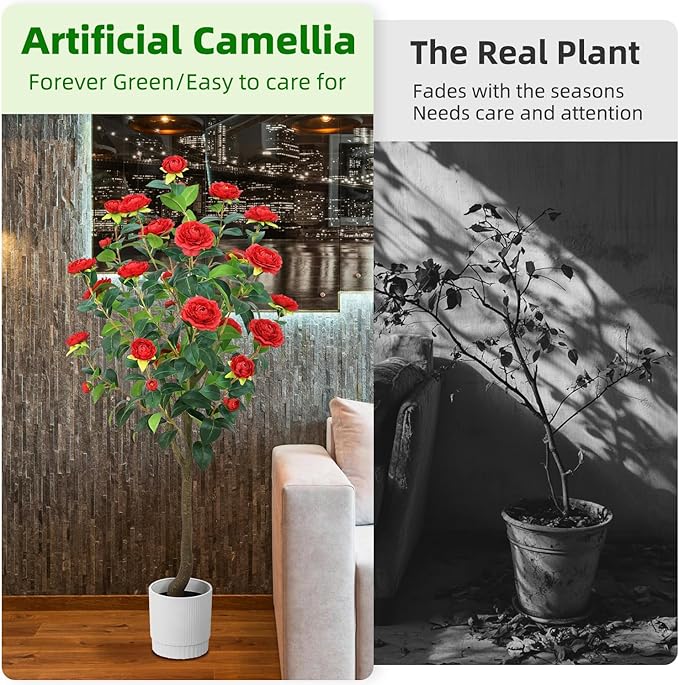 Noir Camellia Tree