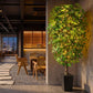 Ascent Ficus Tree