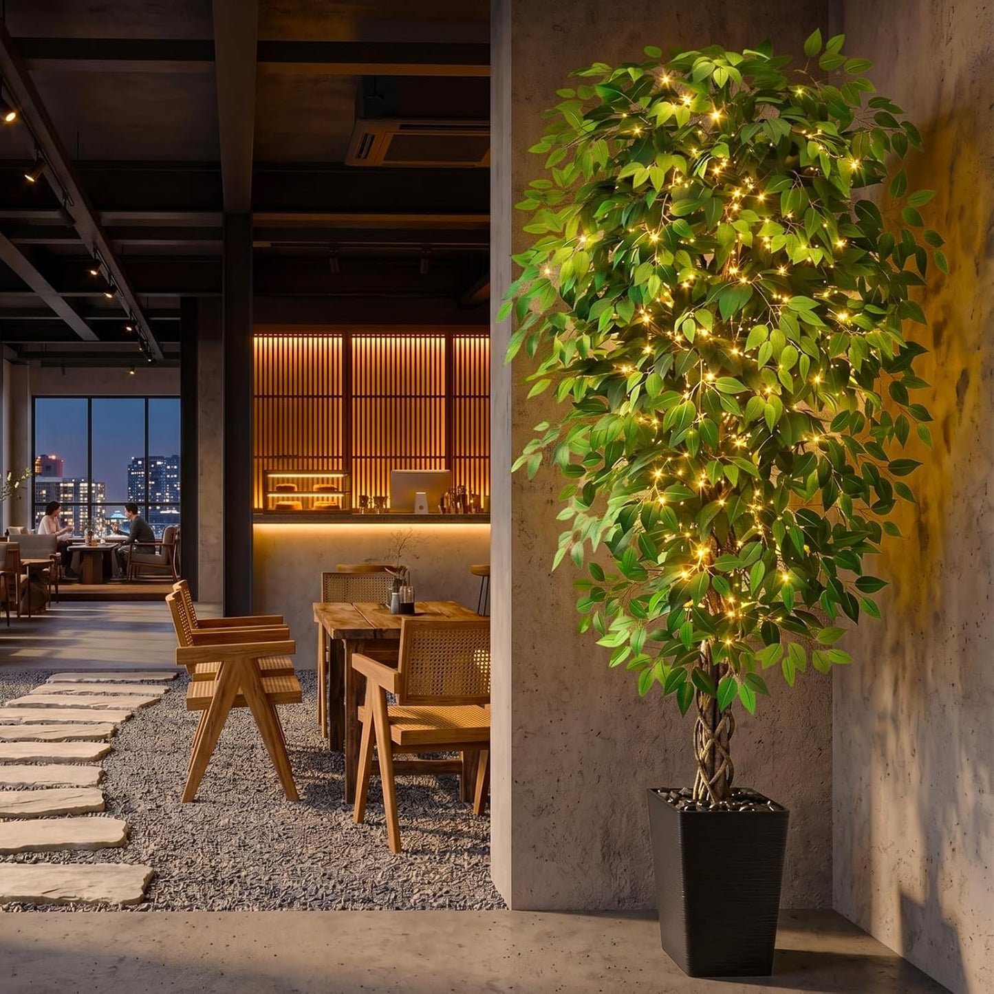 Ascent Ficus Tree