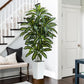 Regal Radiance Dracaena Tree