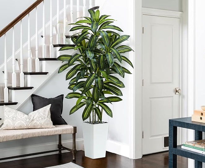 Regal Radiance Dracaena Tree