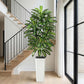 Regal Radiance Dracaena Tree