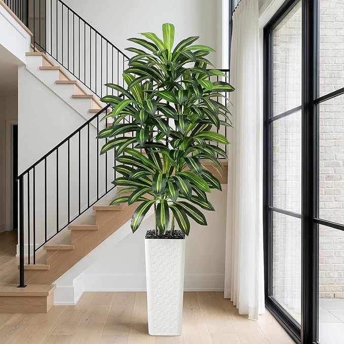 Regal Radiance Dracaena Tree