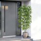 Bliss Bamboo Tree