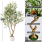 Timeless Faux Olive Tree