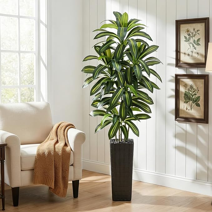 Regal Radiance Dracaena Tree