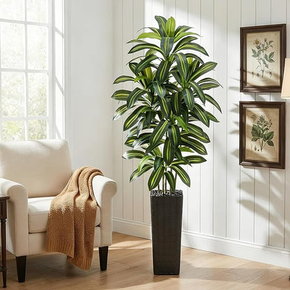 Regal Radiance Dracaena Tree