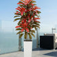 Regal Radiance Dracaena Tree