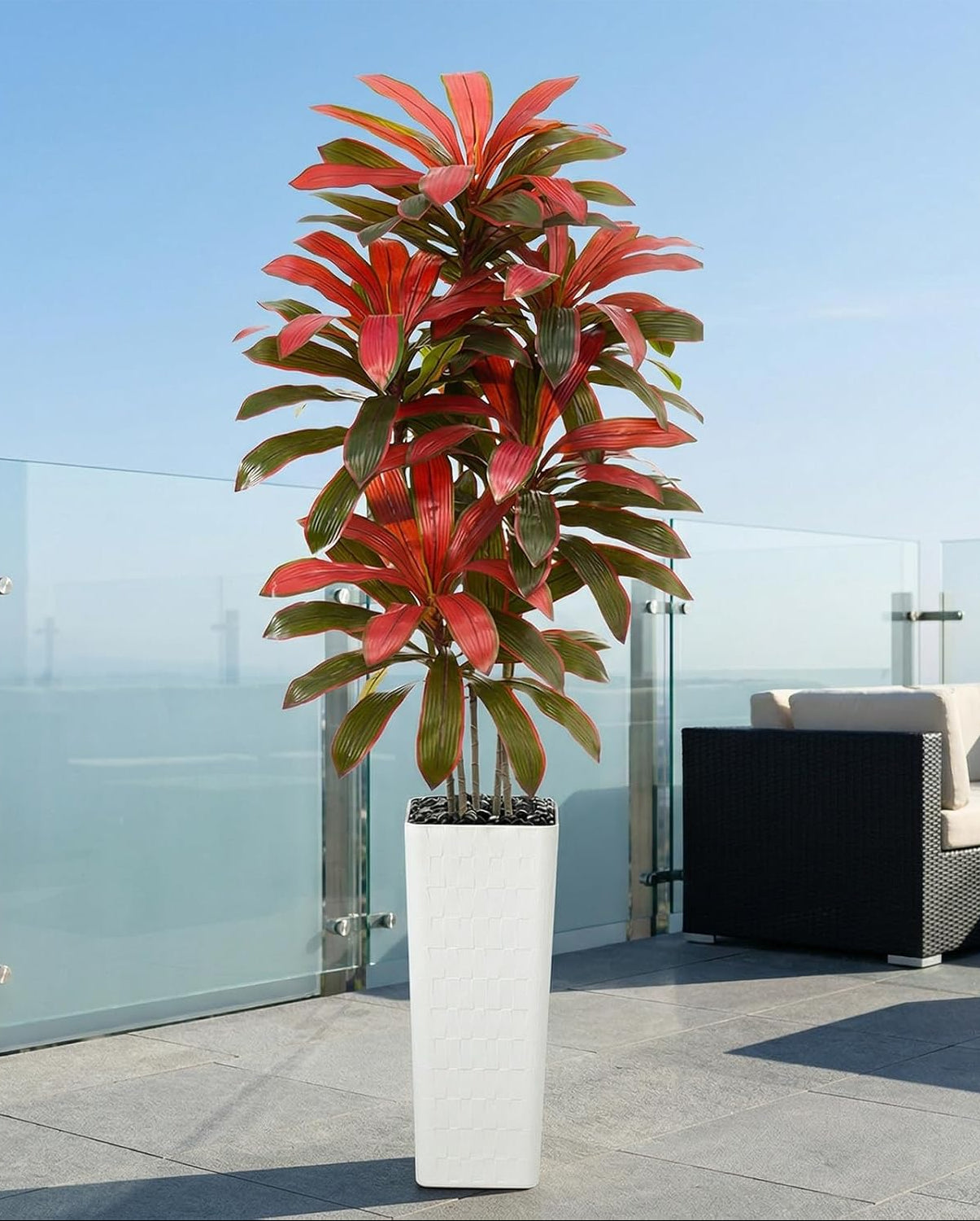 Regal Radiance Dracaena Tree