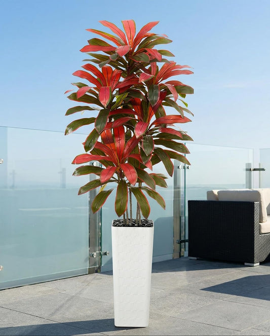 Regal Radiance Dracaena Tree