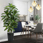 Regal Radiance Dracaena Tree