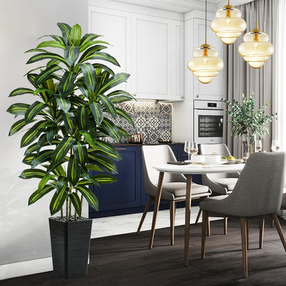 Regal Radiance Dracaena Tree