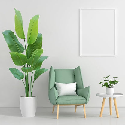 Paradise Oasis Plant