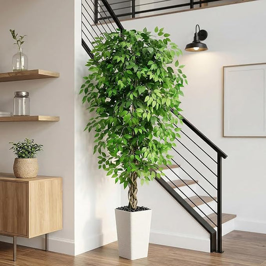 Ascent Ficus Tree