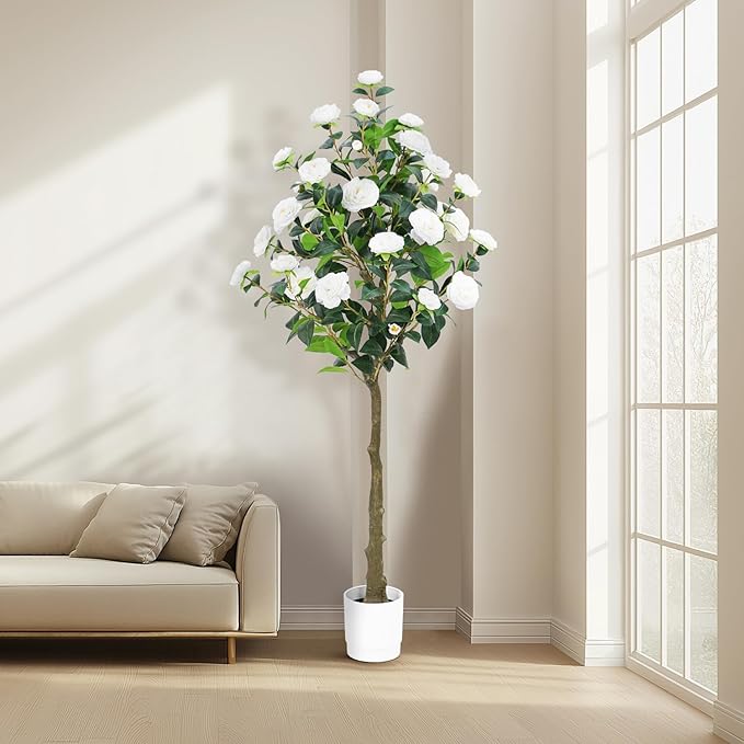 Noir Camellia Tree