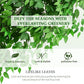 Ascent Ficus Tree