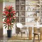 Regal Radiance Dracaena Tree