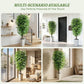 Ascent Ficus Tree