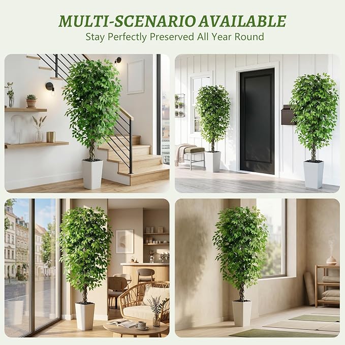 Ascent Ficus Tree