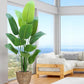 Paradise Oasis Plant