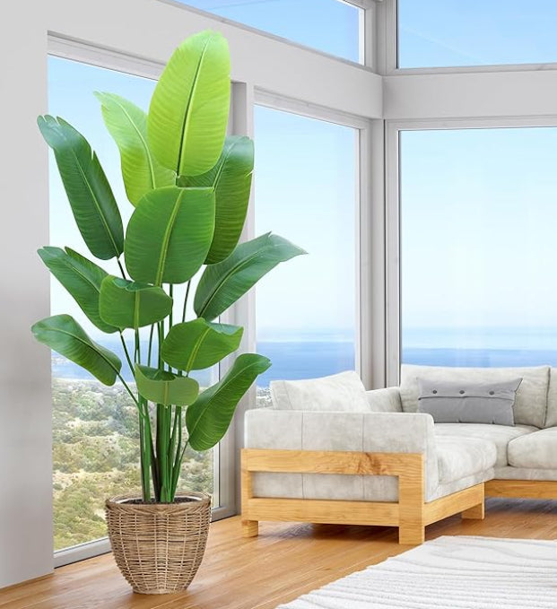 Paradise Oasis Plant