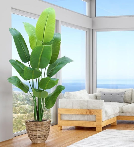 Paradise Oasis Plant