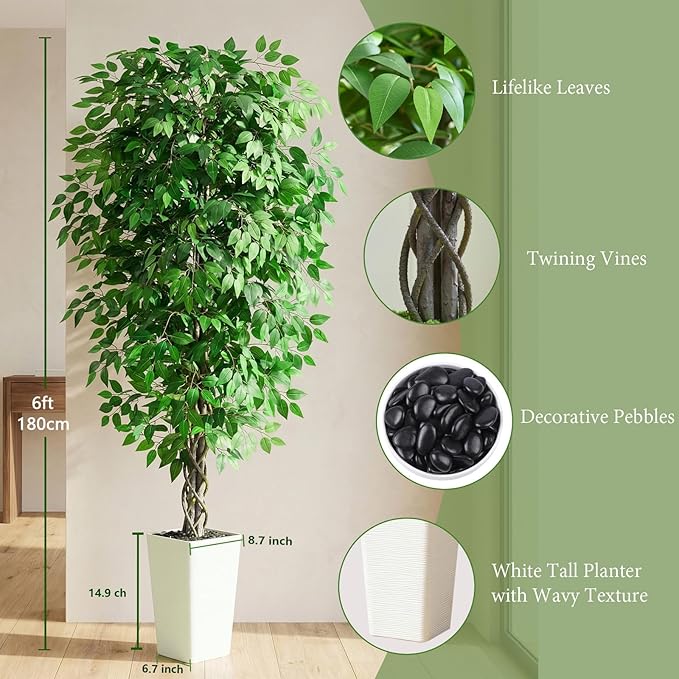 Ascent Ficus Tree
