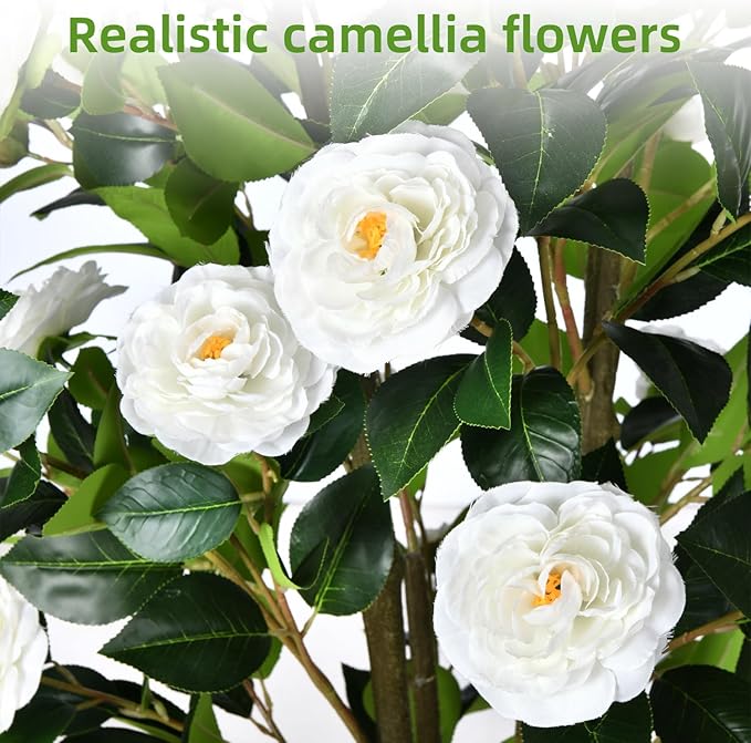 Noir Camellia Tree