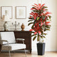 Regal Radiance Dracaena Tree