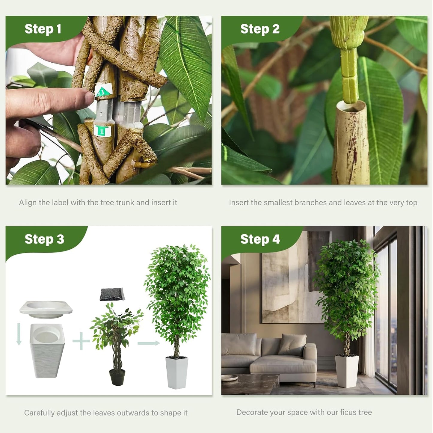 Ascent Ficus Tree