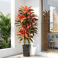Regal Radiance Dracaena Tree