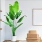 Paradise Oasis Plant