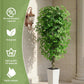 Ascent Ficus Tree