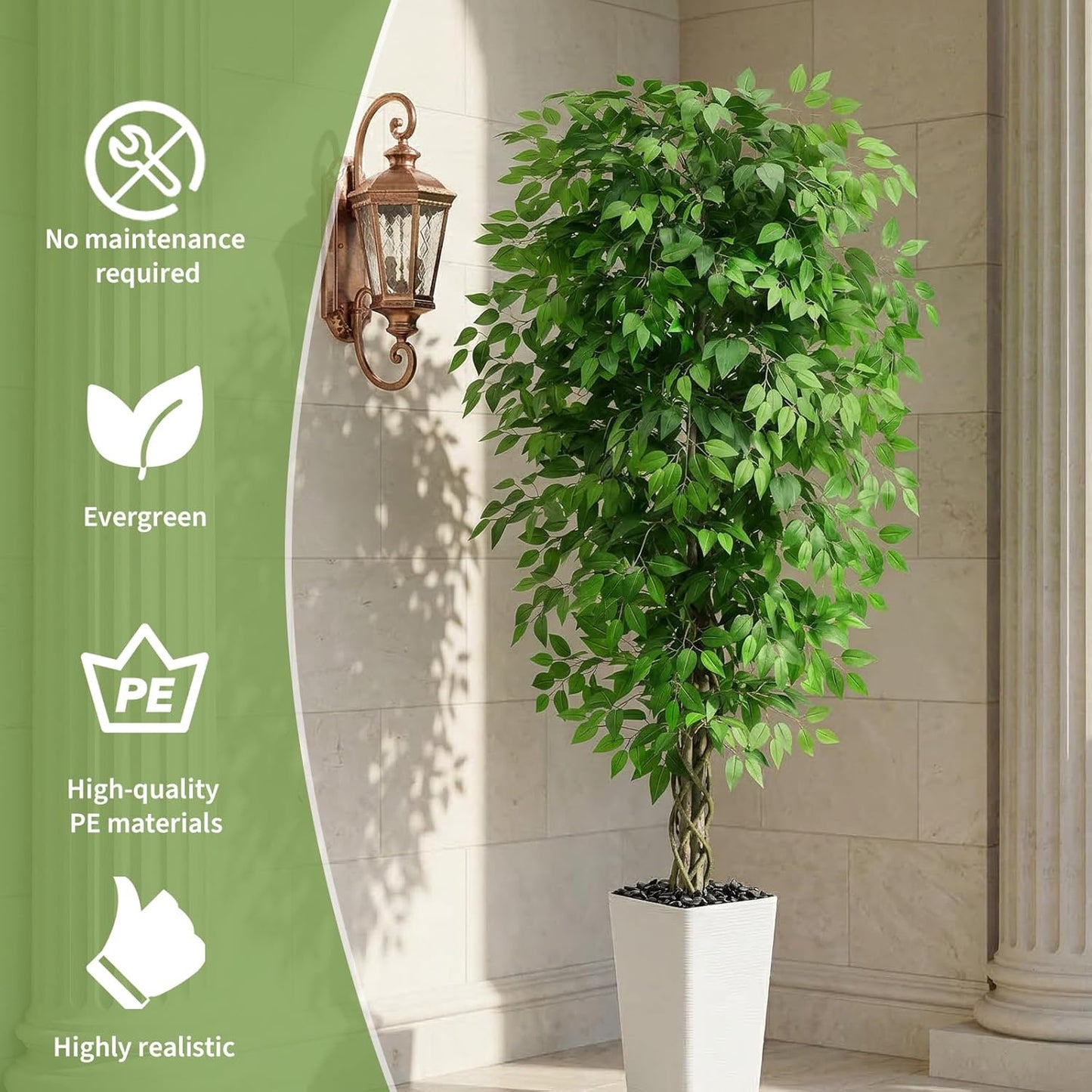 Ascent Ficus Tree