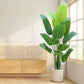Paradise Oasis Plant