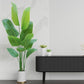 Paradise Oasis Plant