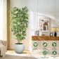 Bliss Bamboo Tree