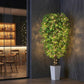 Ascent Ficus Tree