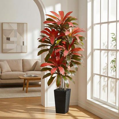 Regal Radiance Dracaena Tree