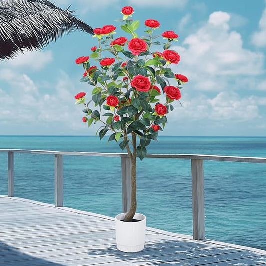 Noir Camellia Tree